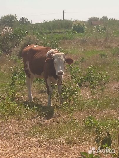 Бычки телки