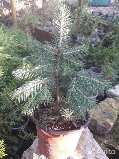 Саженцы ель голубая