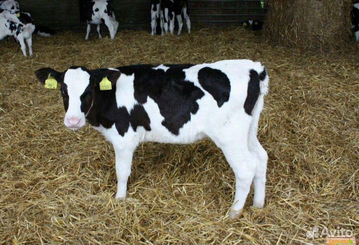 Телята бычки на откорм