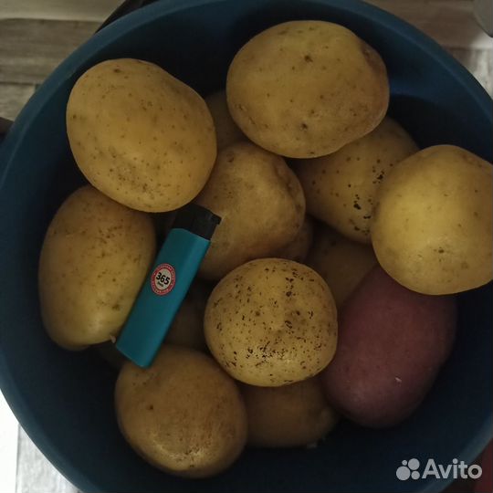 Продам картофель