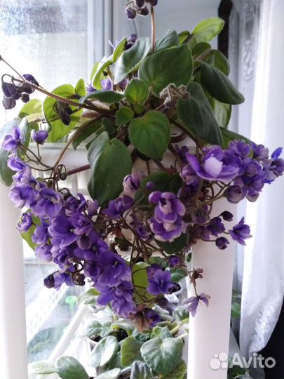 Фиалки трейлеры (Детки)