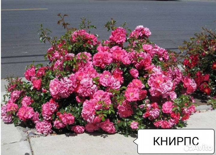 Почвопокровные розы