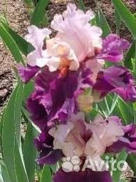 Ирисы бородатые