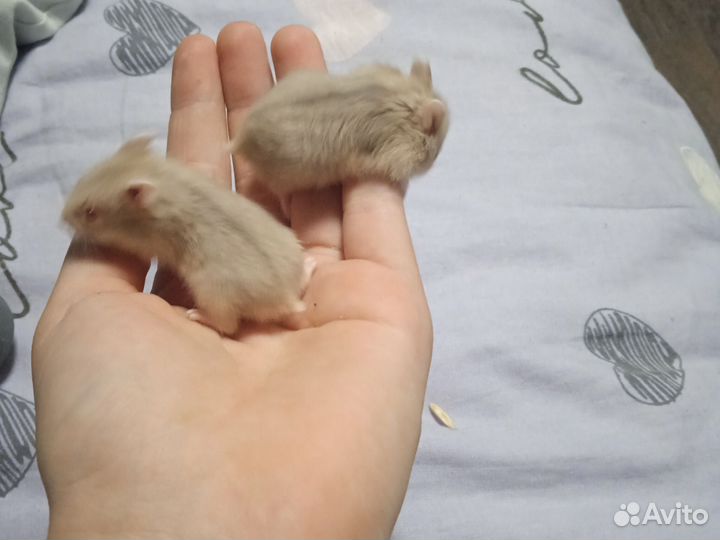 Джунгарский хомяк
