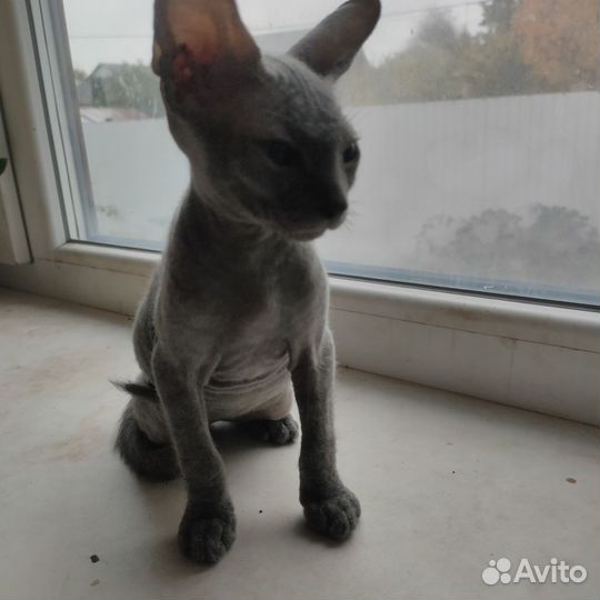 Донской сфинкс котята