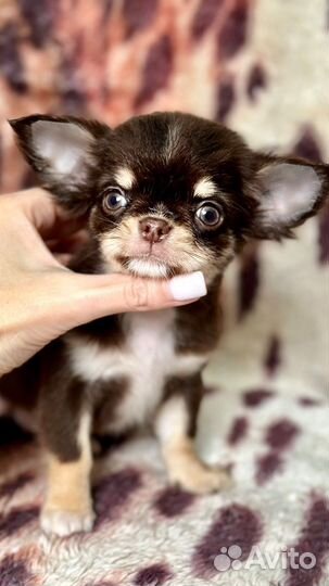 Чихуахуа девочка
