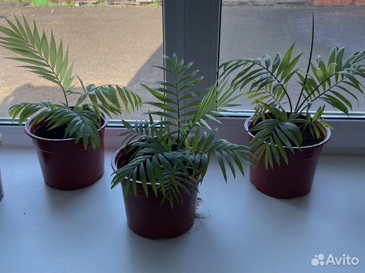 Бамбуковая пальма хамедорея