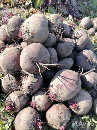 Свёкла столовая