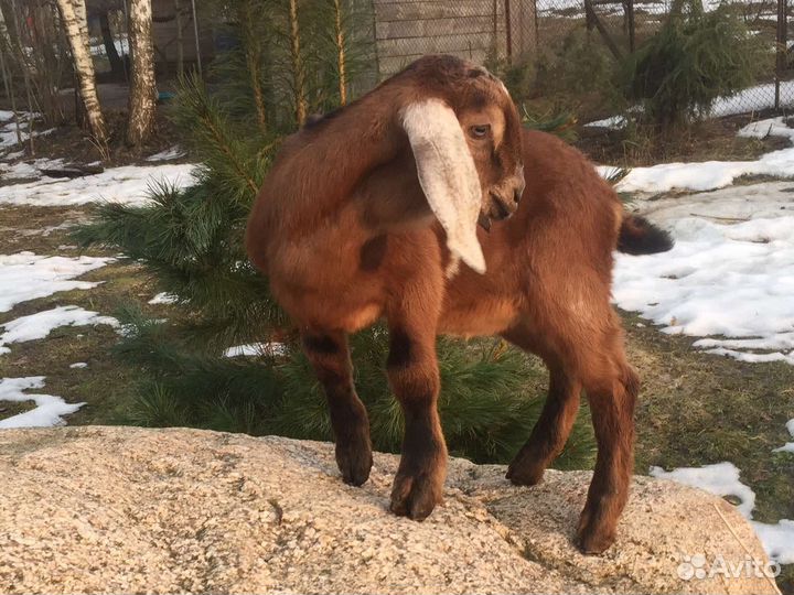 Нубийский козел