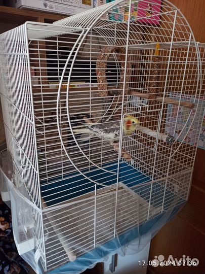 Попугай корелла мальчик