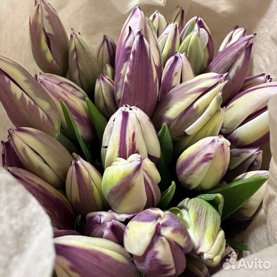 Тюльпаны к 8 марта