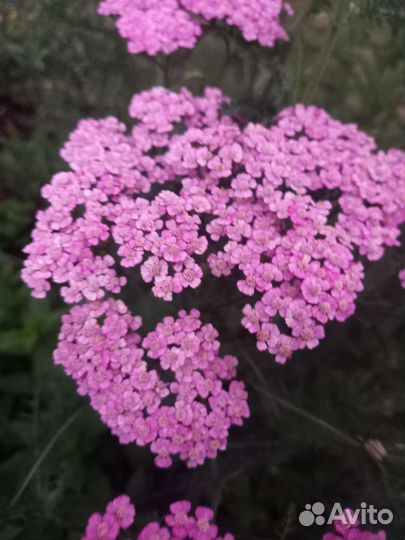 Тысячелистник