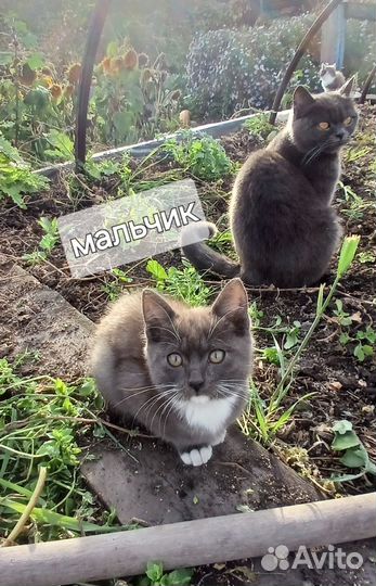 Котята в добрые руки