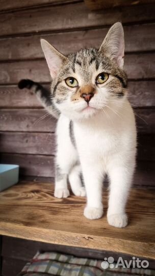 Крис (котенок в добрые руки)