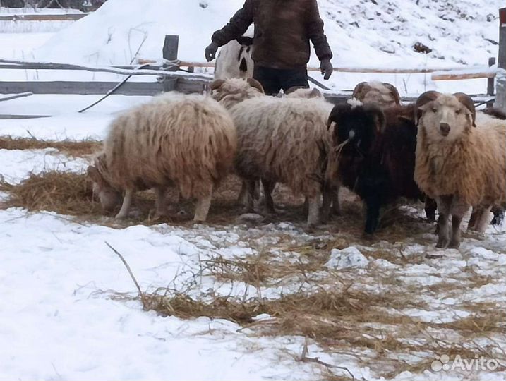 Овцы бараны