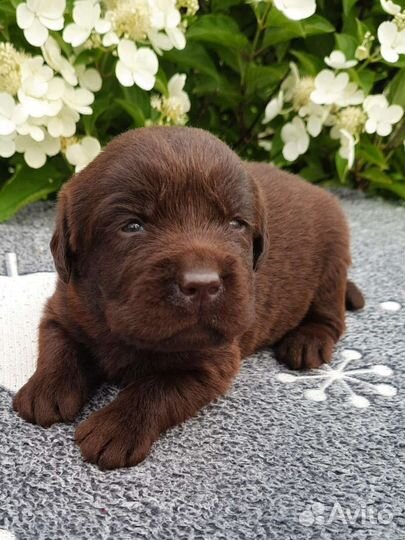 Щенки лабрадора