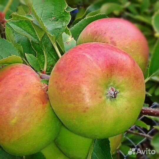 Яблоня зимостойкая В ассортименте Высота от 2м