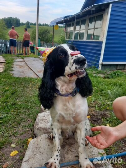 Русский охотничий спаниель вязка