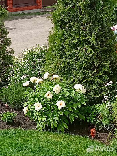 Пион Балерина