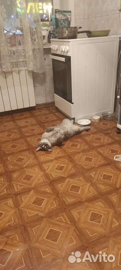 Кошечка Ася