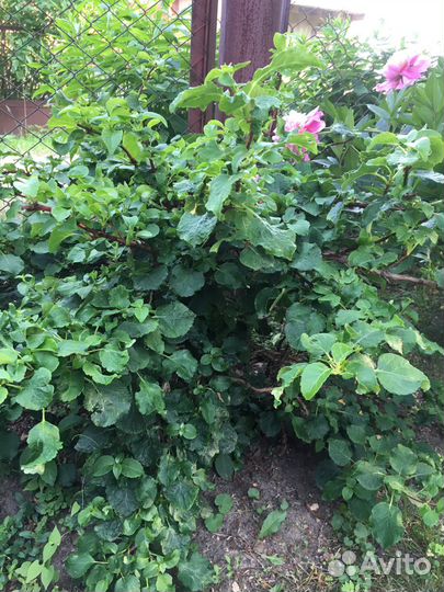 Гортензия вьющаяся Hydrangea petiolaris