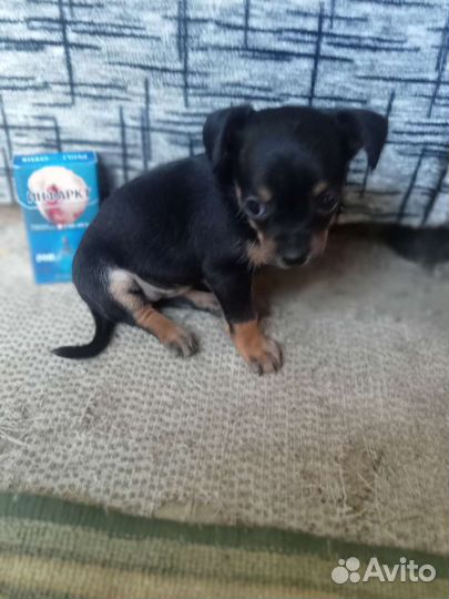 Кроличья такса