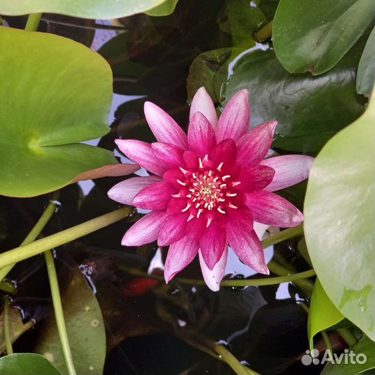 Нимфеи для пруда