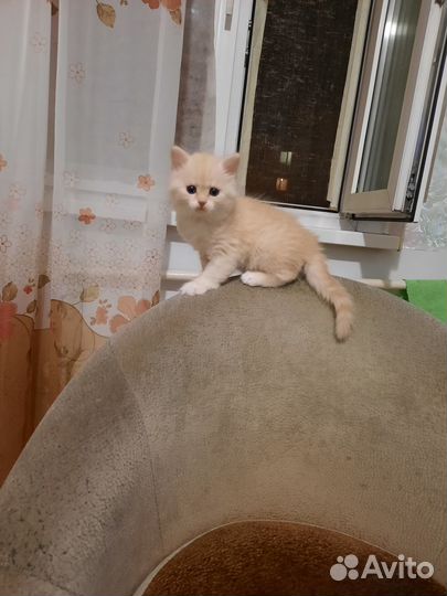 Отдам кота в добрые руки
