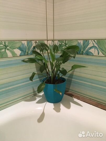 Дримиопмис большой и маленький