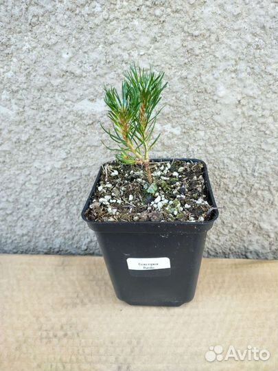 Сона горная Пумилио P9