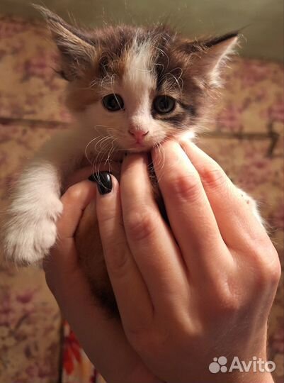 Кошка в дар бесплатно
