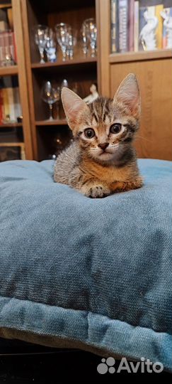 Кошки в добрые руки