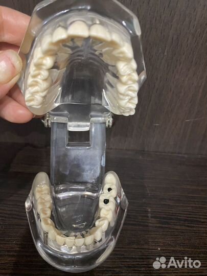 Учебное пособие стоматолога челюсть (строение зуба