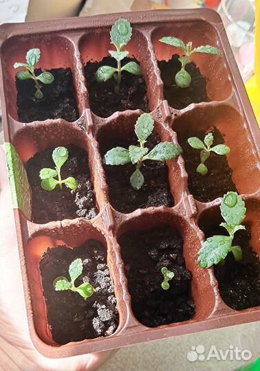 Лечебный каланхоэ