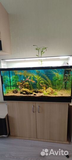 Аквариум