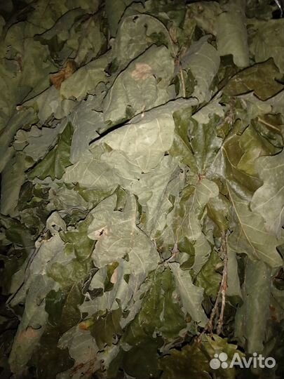 Веники дубовые