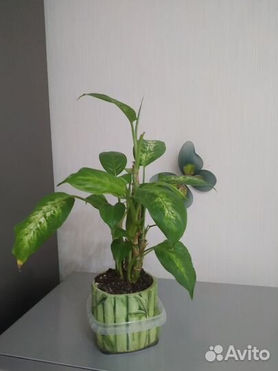 Дифенбахия