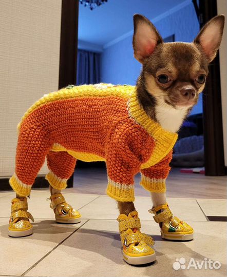 Одежда для собак