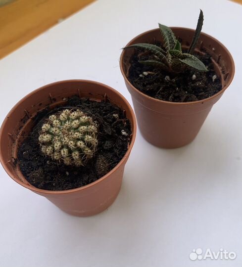 Кактус эхинопсис, суккулент хавортия