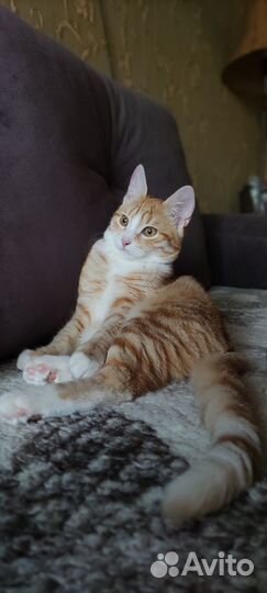 Маленькая тигра