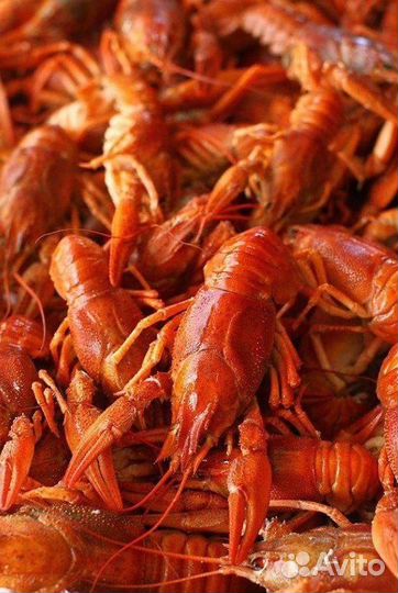 Живые раки с доставкой