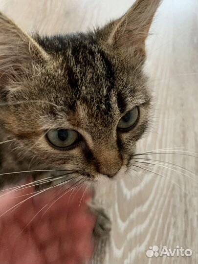 Кошки в добрые руки