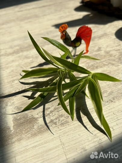 Хлорофитум