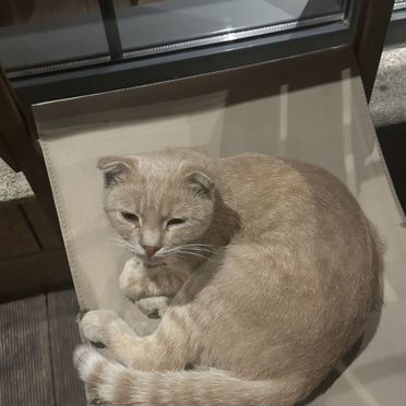 Бразильский короткошёрстный котёнок