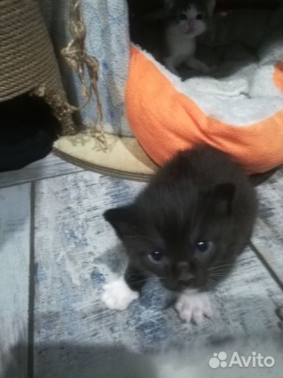 Отдам котят в добрые руки
