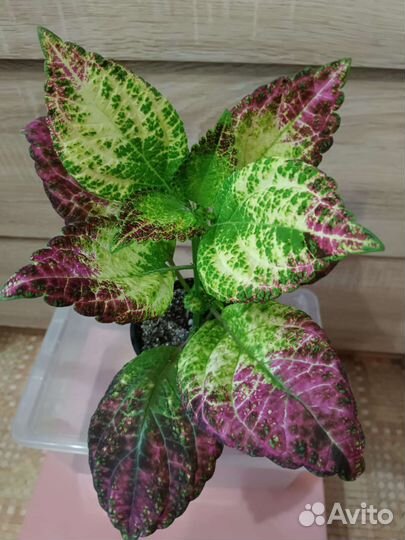 Колеус Аватар цветы для дома,сада