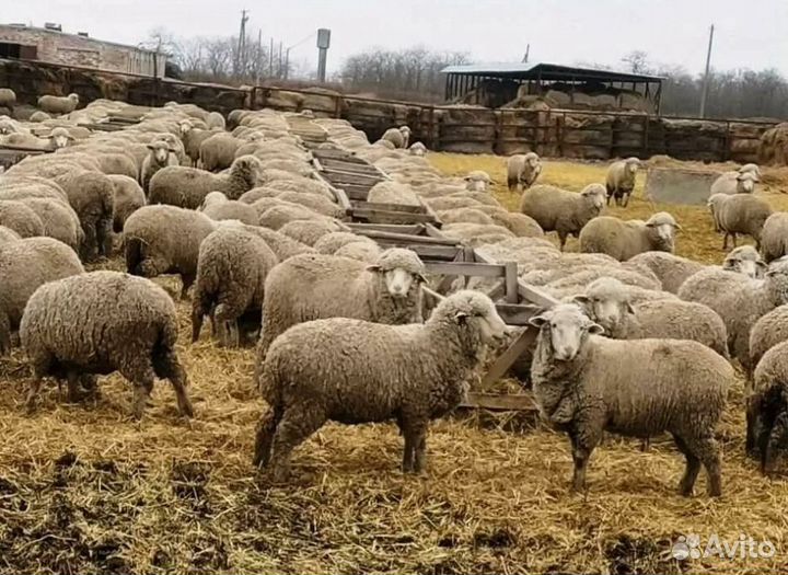 Фермер животновод-разнорабочий