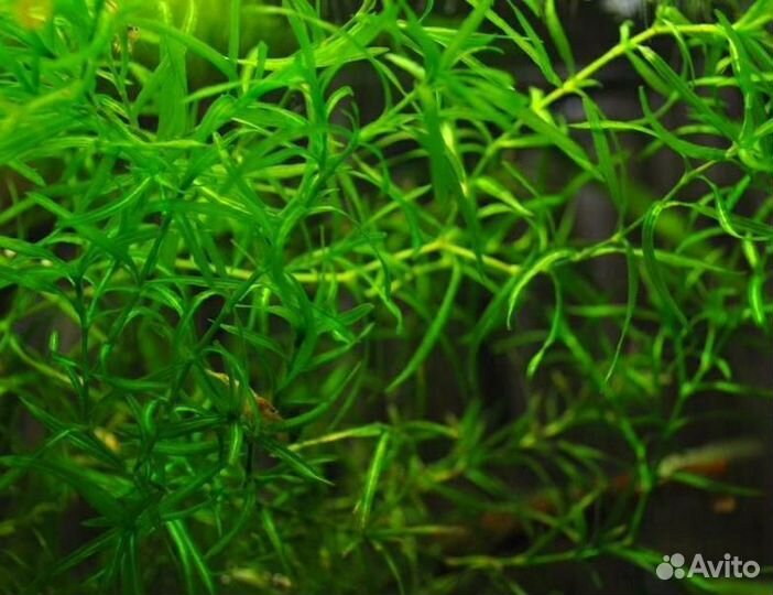 Аквариумные растения