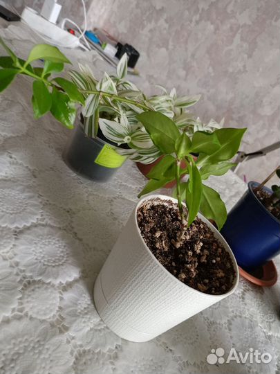 Комнатные цветы