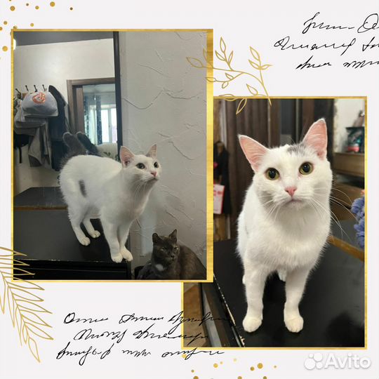 Отличный молодой котик